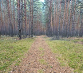 Прирезка лесных участков Кадастровые работы в Одинцово и Одинцовском районе